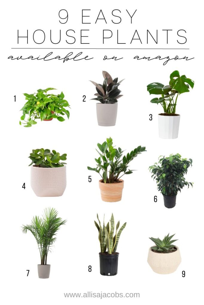easy houseplants on amazon