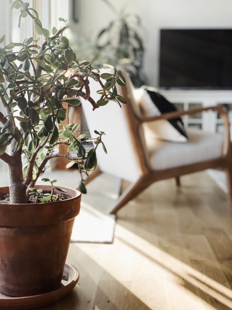 jade house plant