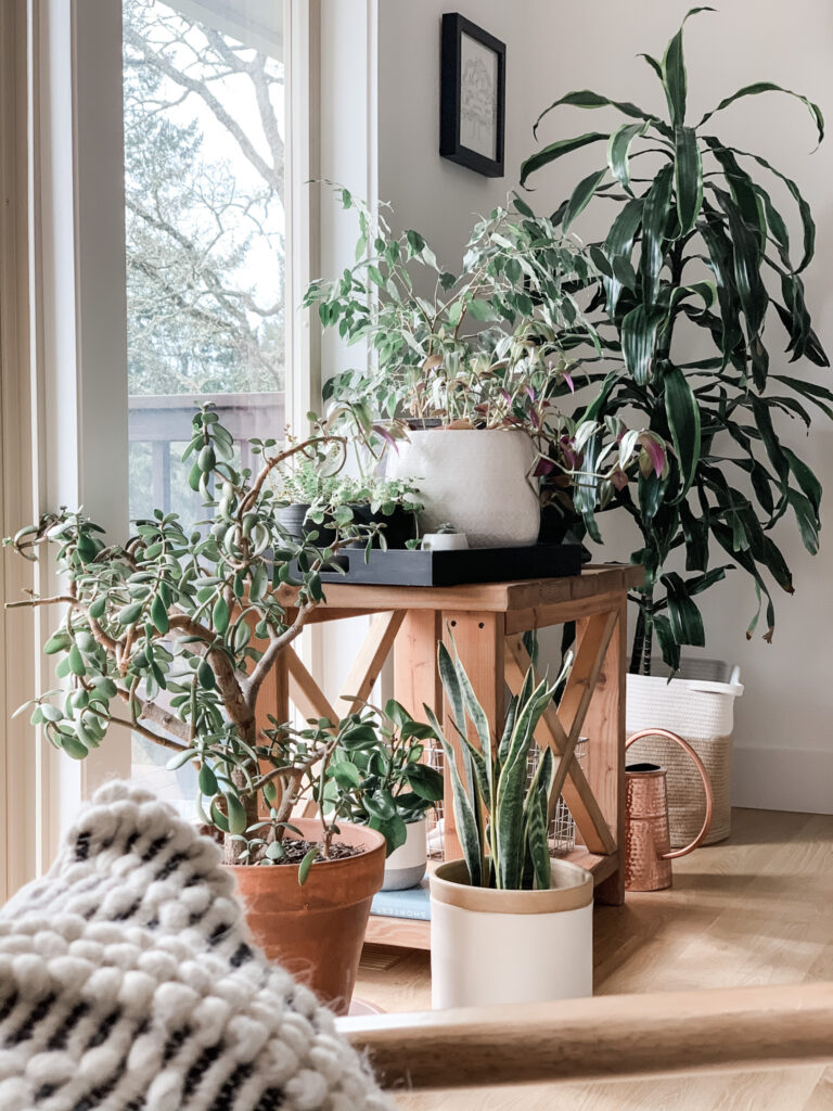 how to style house plants for depth and interest
