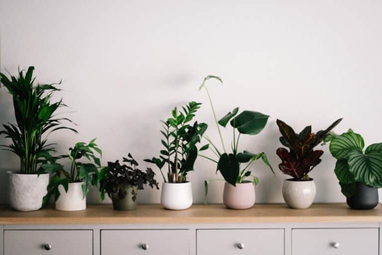 easy house plants