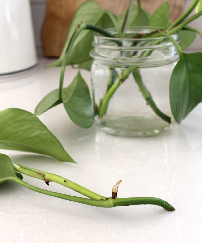 propagating a pothos plant