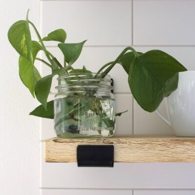 propagate pothos plant