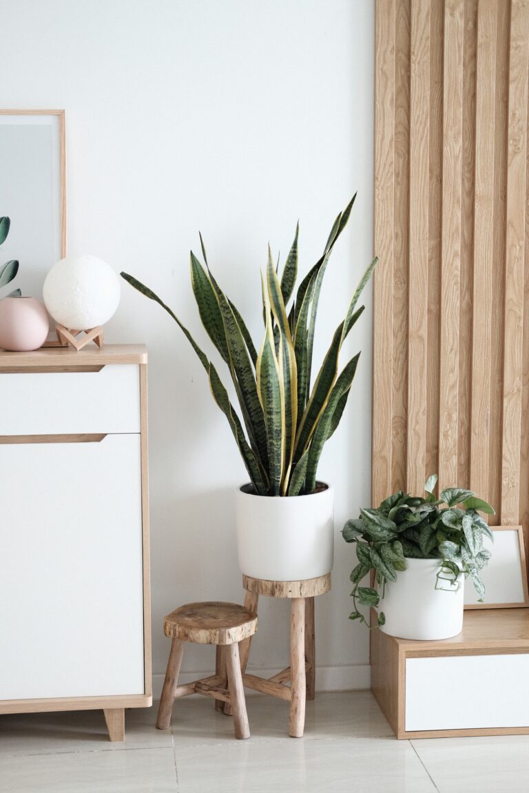 easy indoor plants