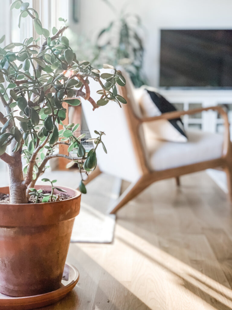 tips for decorating with houseplants