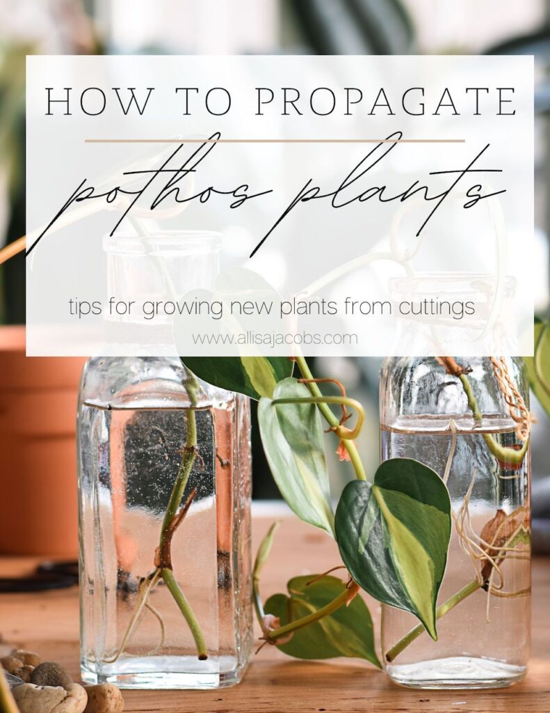 how to propagate pothos plants