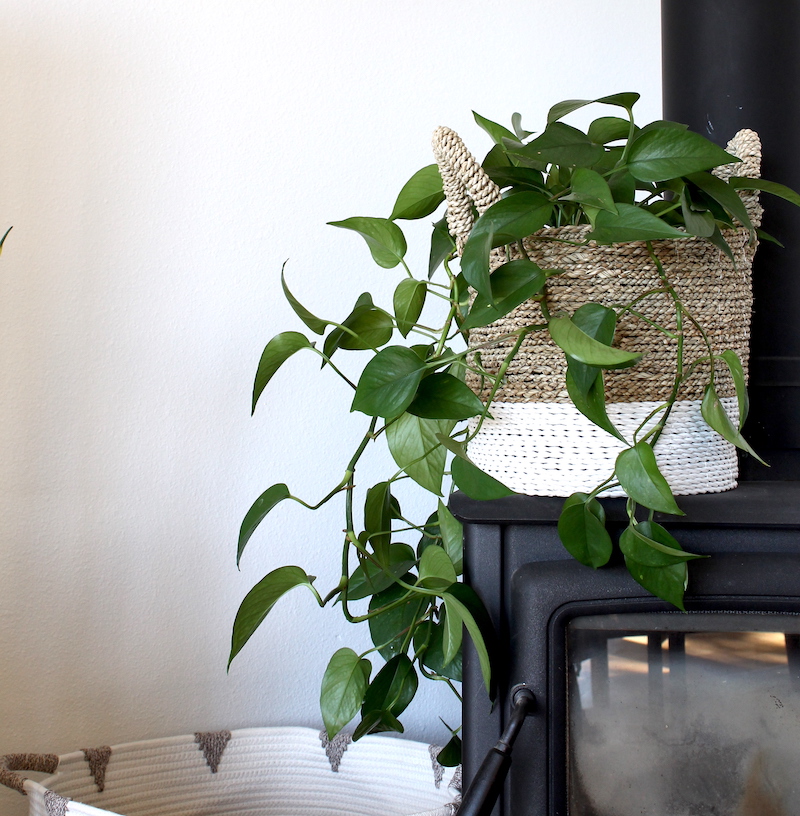 pothos plant in basket