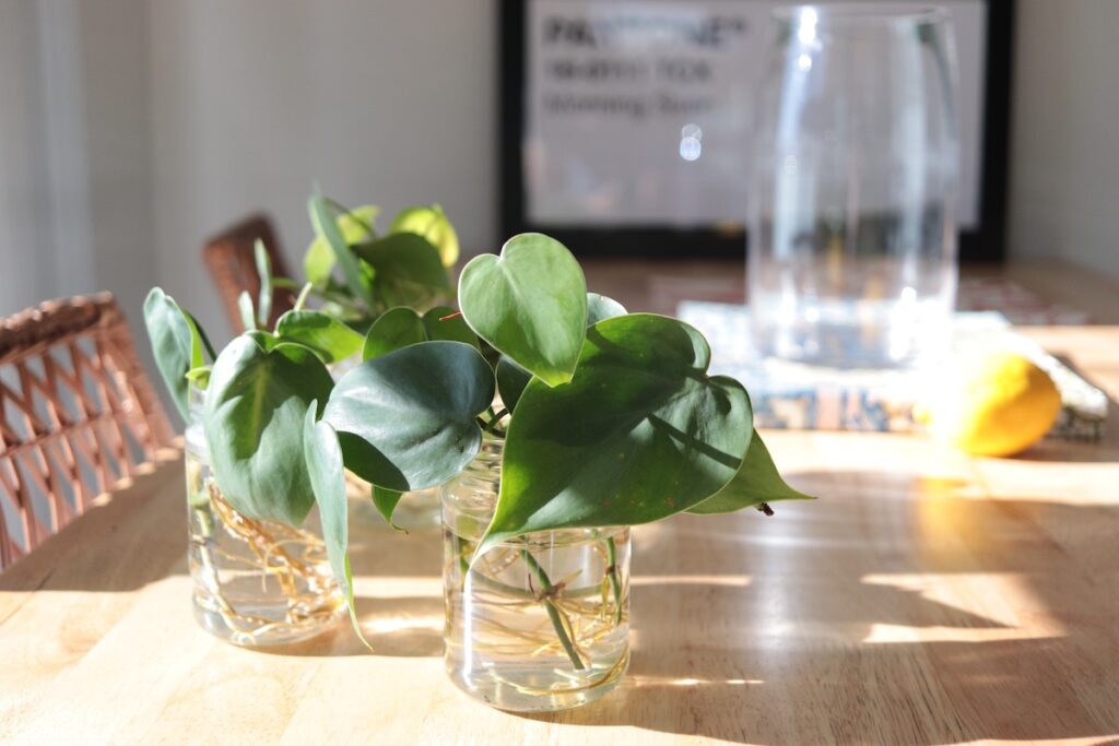 heart shaped pothos plant cuttings in jars