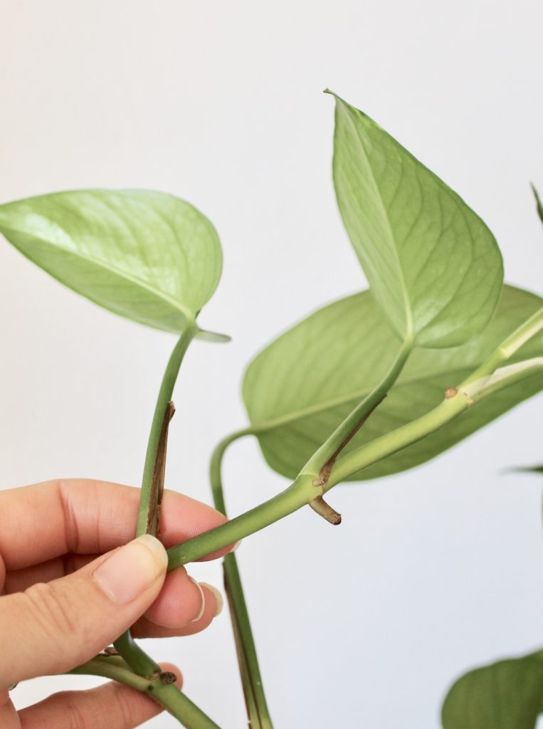 pothos plant propagation