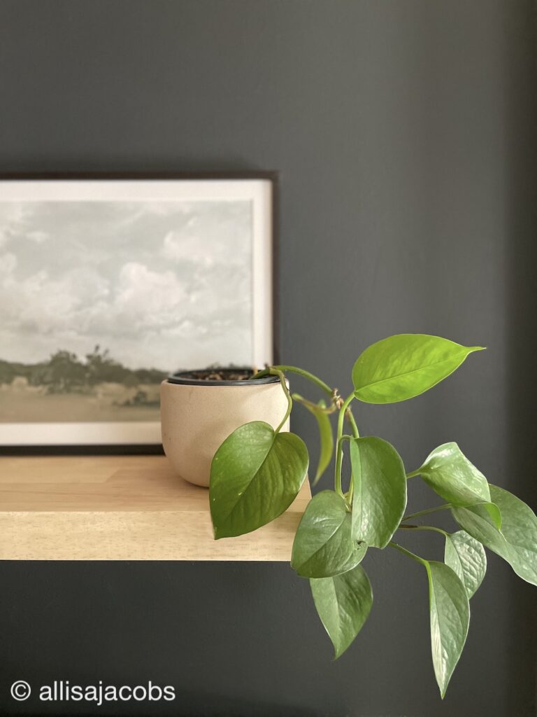 pothos plant on shelf with art