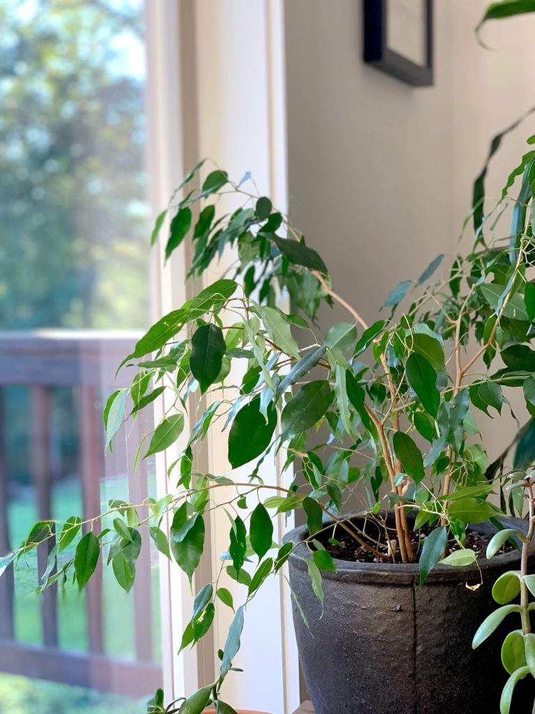 weeping fig plant