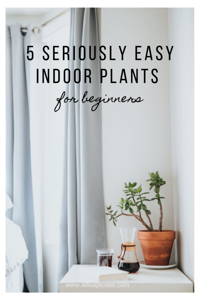 easy indoor house plants