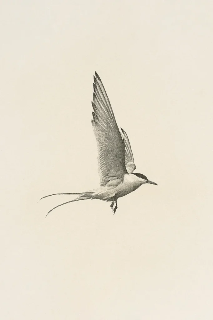 bird art print